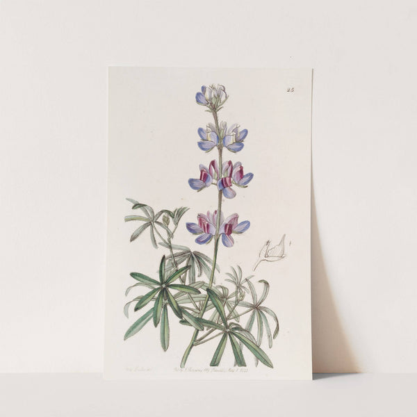 Branching Lupine by Sydenham Edwards