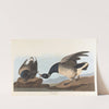 Brant goose by John James Audubon