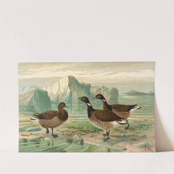 Branta bernicla by Johann Friedrich Naumann