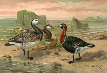 Branta leucopsis (Bechst.) — size preview