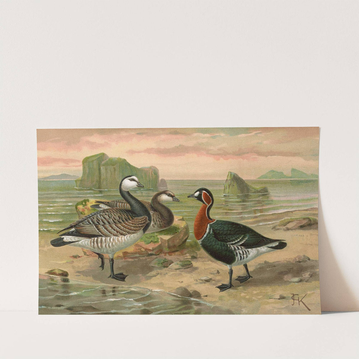 Branta leucopsis (Bechst.) by Johann Friedrich Naumann