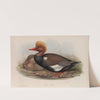 Branta rufina. Red-crested Duck. (1862-1873) by John Gould