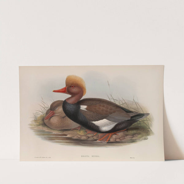 Branta rufina. Red-crested Duck. (1862-1873) by John Gould