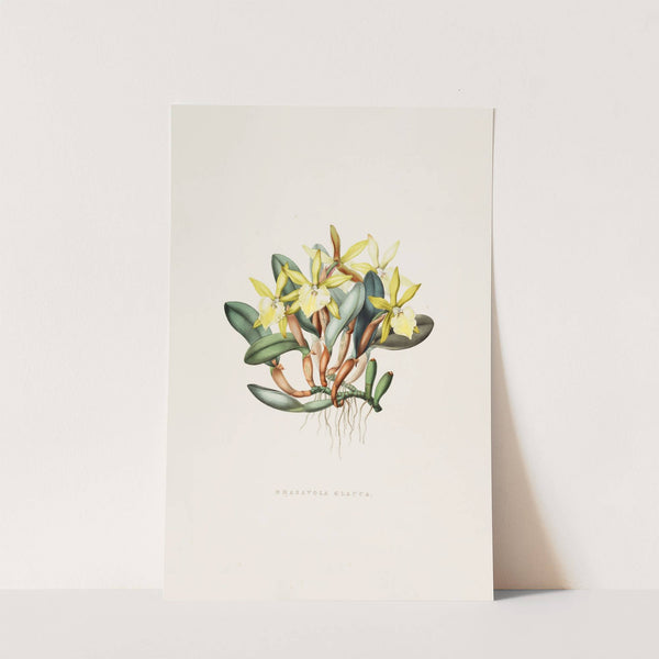 Brasavola Glauca (1837-1843) by James Bateman