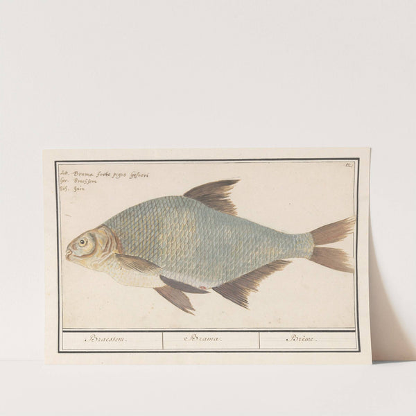 Brasem (Abramis brama) (1596-1610) by Anselmus Boëtius de Boodt