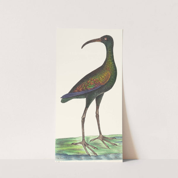 Brasilian Curlew by George Shaw