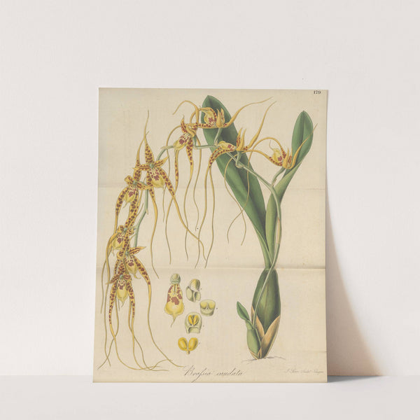 Brassia caudata by William Jackson Hooker
