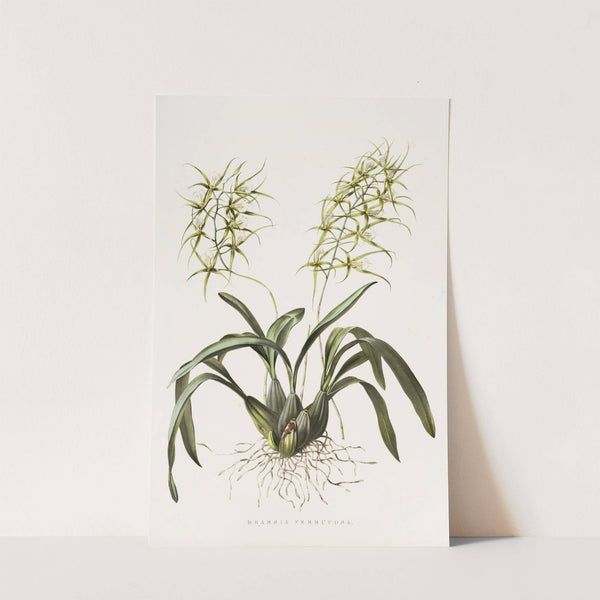 Brassia Verrucosa (1837-1843) by James Bateman