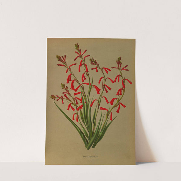 Bravoa Geminiflora (1872-1881) by Arentina Hendrica Arendsen