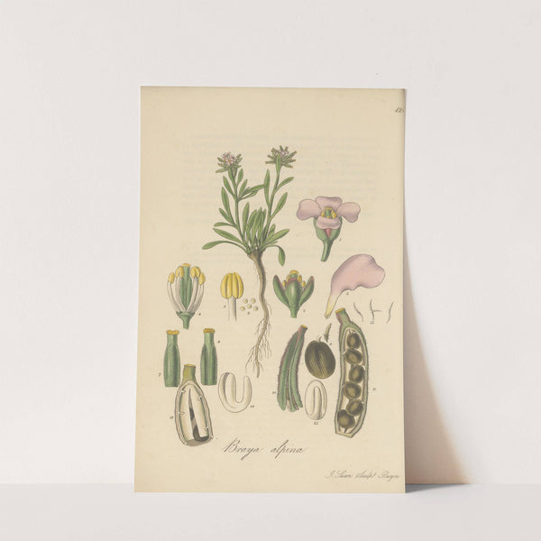 Braya alpina by William Jackson Hooker