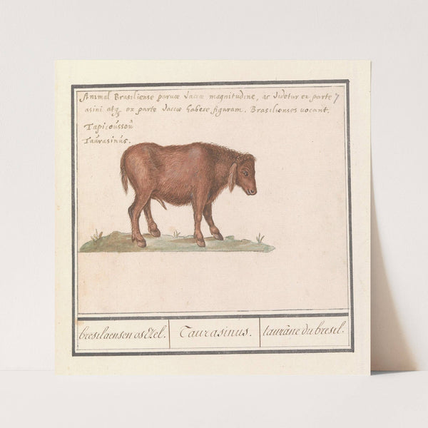 Braziliaans rund (Bos taurus) bresilaensen os Ezel. Taurasinus. taurane de bresil (1596-1610) by Anselmus Boëtius de Boodt