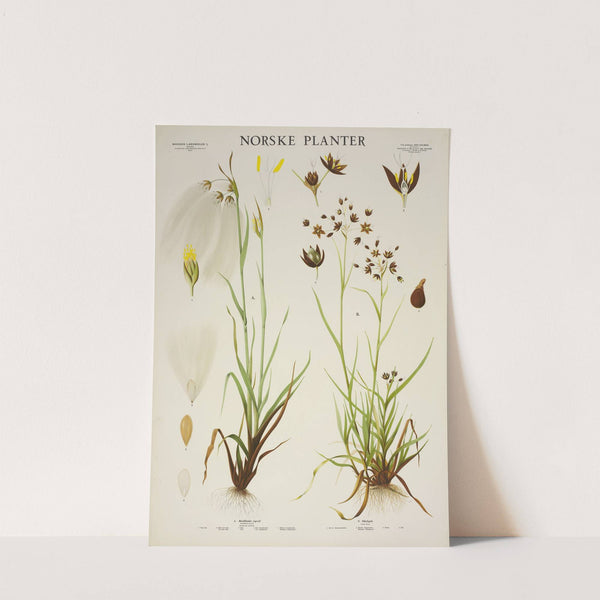 Bredbladet myrull (1930) by Parmanns Læremiddel-anstalt