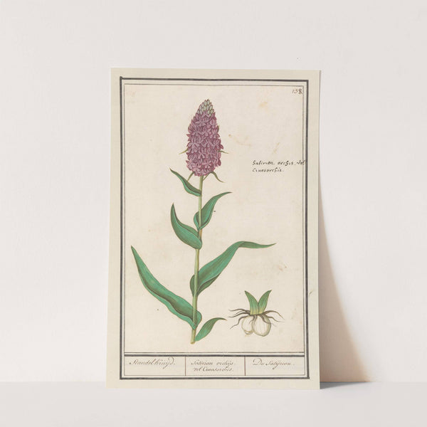 Brede orchis (Dactylorhiza majalis) Standelkruijd. Satirion orchijs vel Cinosorchis. Du Satijrion. (1596-1610) by Anselmus Boëtius de Boodt