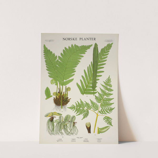 Bregne, ormegress (1930) by Parmanns Læremiddel-anstalt