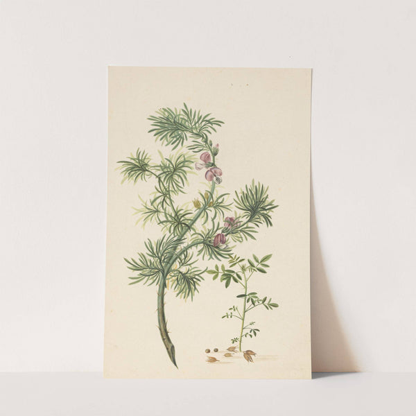 Brem (Genista) by Herman Henstenburgh