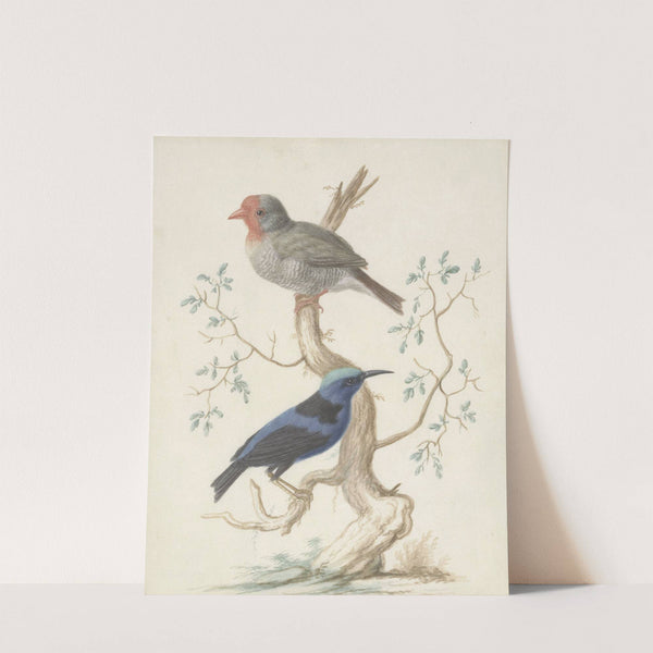 Bresiljaan en Colibri by Johannes van Bronckhorst