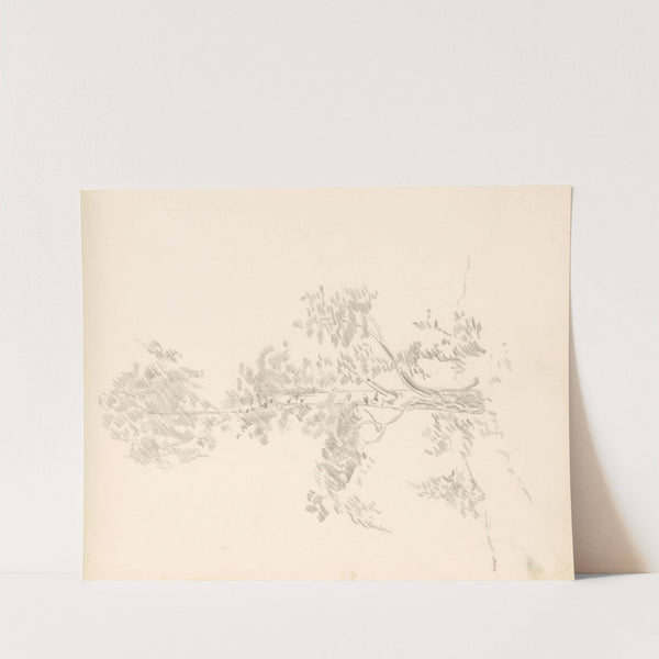 Breza by Ján Novák