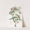 Brick-red Collomia by Sydenham Edwards
