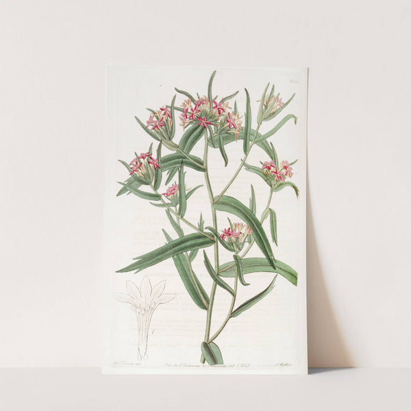 Brick-red Collomia by Sydenham Edwards