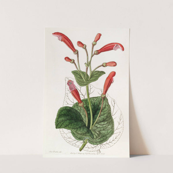 Brick-red Gesnera by Sydenham Edwards