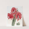Brick-red hybrid Cactus by Sydenham Edwards