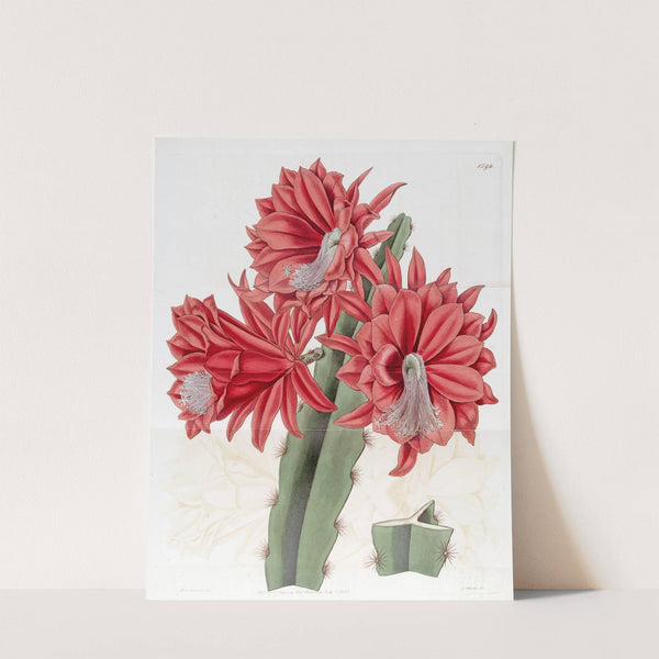 Brick-red hybrid Cactus by Sydenham Edwards