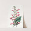 Brillant Gesneria (1815-1819) by Sydenham Edwards
