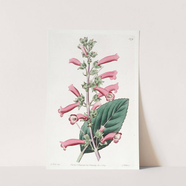 Brillant Gesneria (1815-1819) by Sydenham Edwards