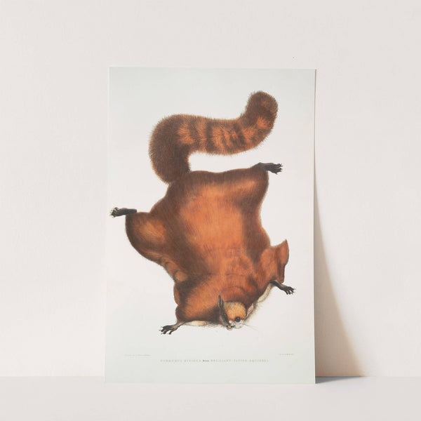 Brilliant Flying Squirrel, Pteromys nitidus. by John Edward Gray