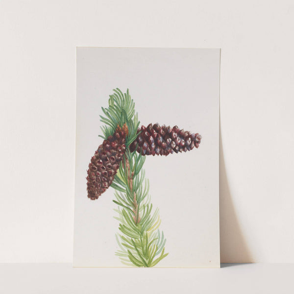 Bristle-Cone Pine (Pinus aristata) (ca. 1930s) by Mary Vaux Walcott