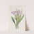 Bristle-tipped Iris (1815-1819) by Sydenham Edwards