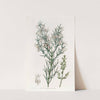 Bristling Colletia (1815-1819) by Sydenham Edwards