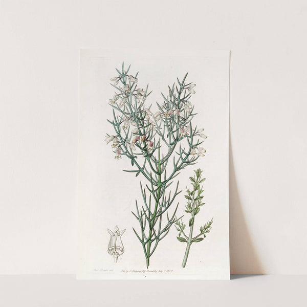 Bristling Colletia (1815-1819) by Sydenham Edwards