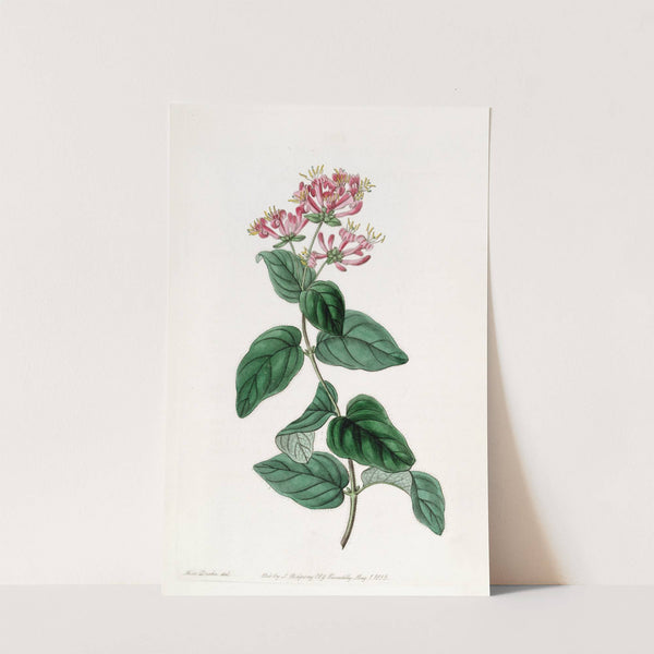 Bristly Honeysuckle by Sydenham Edwards