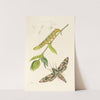 British Entomology by John Curtis