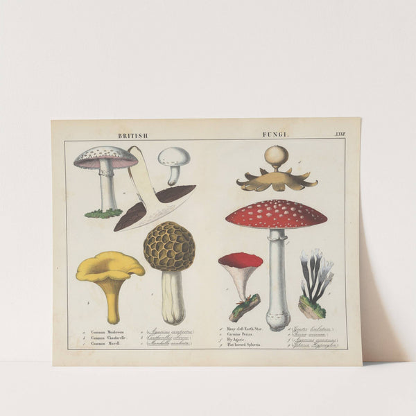 British Fungi by Charlotte Mary Yonge