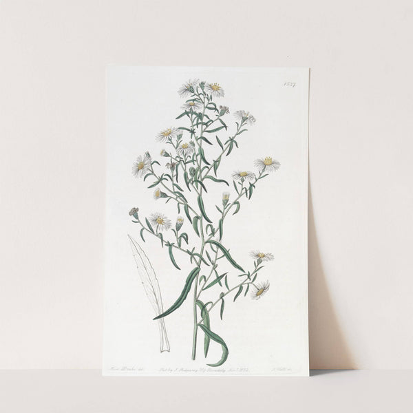 Brittle Aster by Sydenham Edwards