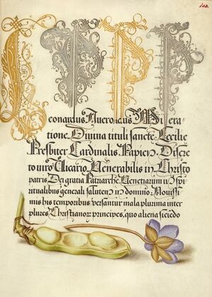 Broad Bean and Liverleaf (1561–1596)