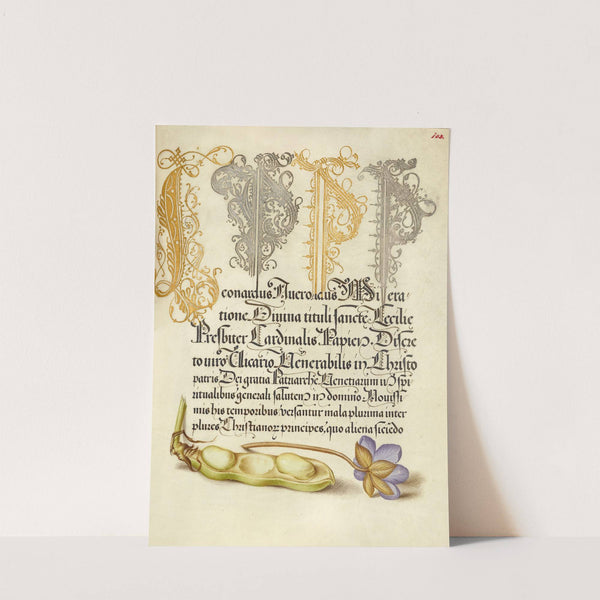 Broad Bean and Liverleaf (1561–1596) by Joris Hoefnagel