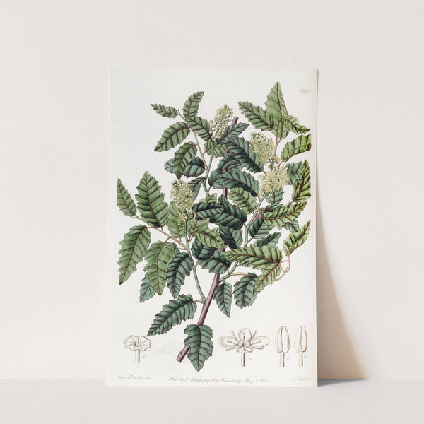 Broad-leaved Duvaua by Sydenham Edwards