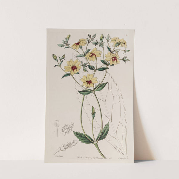 Broad-leaved Euthales by Sydenham Edwards