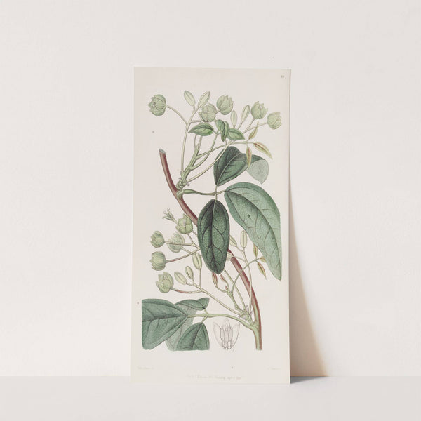 Broad-leaved Holbollia by Sydenham Edwards