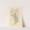Broad leaved lavender by Elizabeth Blackwell