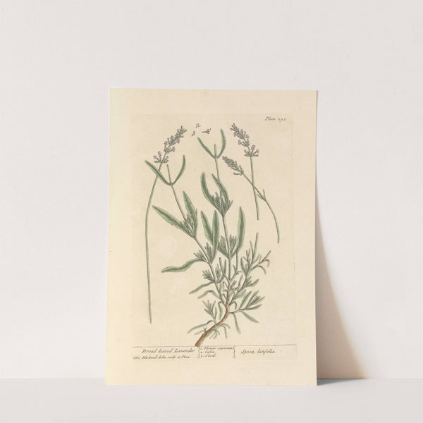 Broad leaved lavender by Elizabeth Blackwell