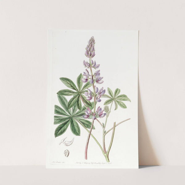 Broad-leaved lupine by Sydenham Edwards