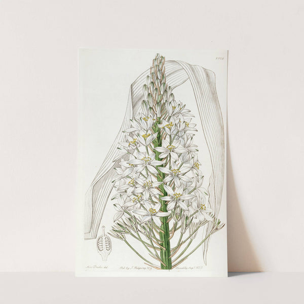 Broad-leaved Ornithogalum by Sydenham Edwards