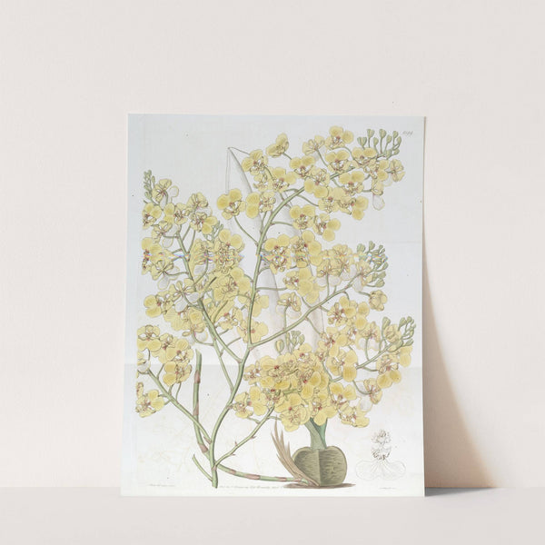Broad-lipped Oncidium by Sydenham Edwards