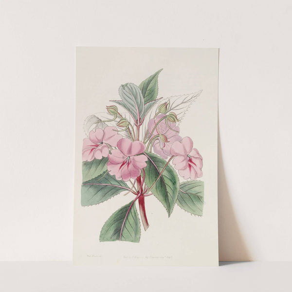 Broad-petaled Balsam by Sydenham Edwards