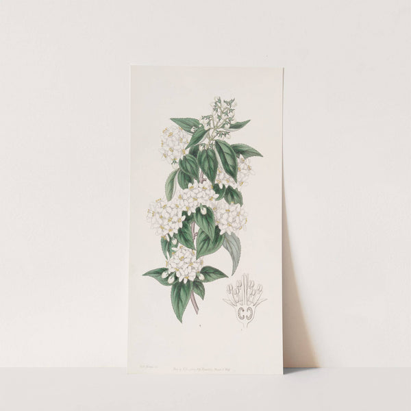 Broad-stamened Deutzia by Sydenham Edwards