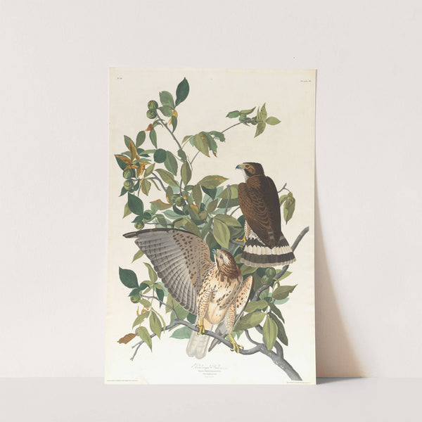 Broad-winged hawk by John James Audubon